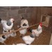 LIGHT SUSSEX HYBRID LARGE FOWL 